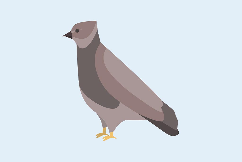 immortalis bird